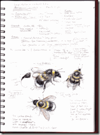 b-rud-notes-1-bg