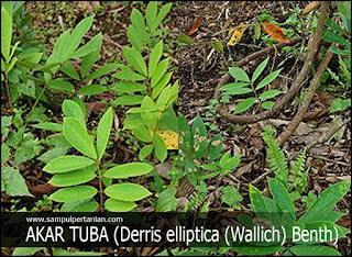 PESTISIDA NABATI dari bahan Akar tuba (Derris elliptica (Wallich) Benth)