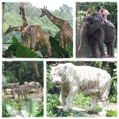 8 Animals