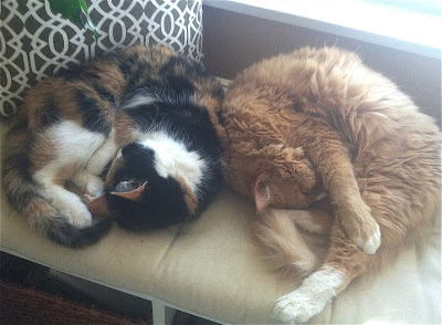 Daisy the Calico cat and Bailey the orange tabby