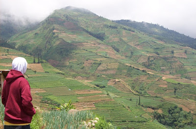 nasib pertanian kentang di Dieng dan sekitarnya