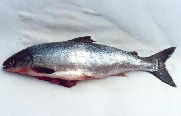 Foto Ikan Salmon