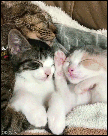 Cute Cat GIF • Awwdorable and happy little family napping with the little babies in socks [ok-cats.com]