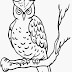 Owl Coloring Page | Download Free Printable Owl Colouring Picture