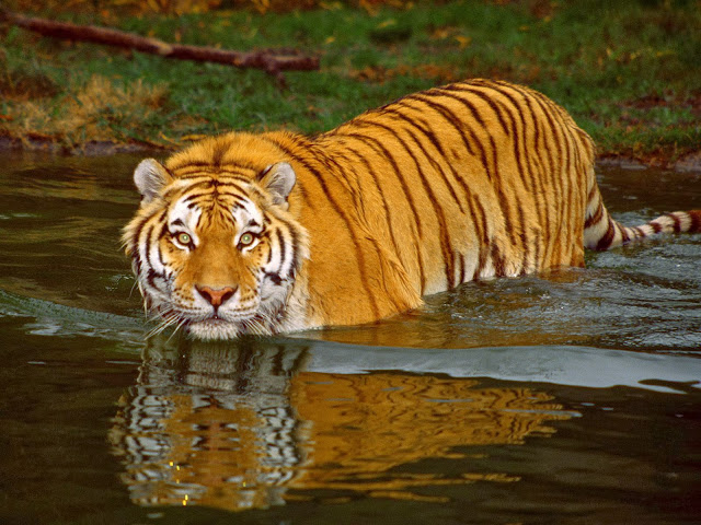 Best Tiger HD Wallpaper Free