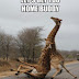 FUNNY ANIMAL PICTURES WITH CAPTIONS