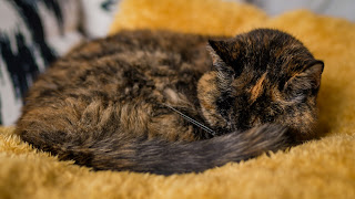 Conoce a Flossie: la gata viva más vieja del mundo según los Récords Guinness