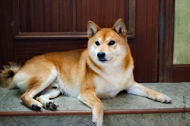 Shiba Inu. Raza de perro de Japón