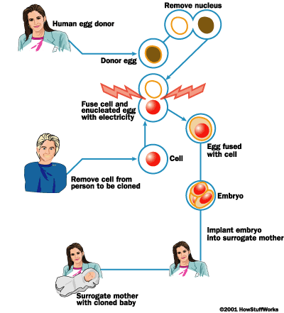 human brain diagram. HUMAN CLONING