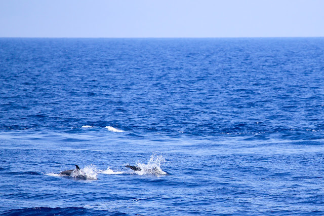stenelle striate delfini avvistamento cetacei liguria whalewatchliguria