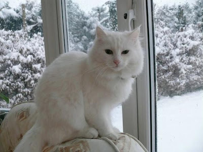 cat by the window