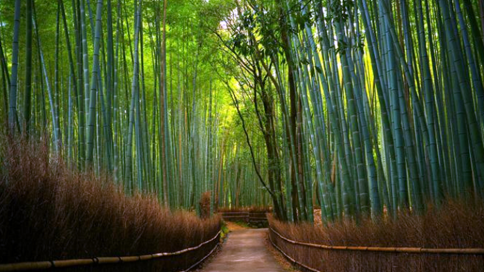 Terkeren 30 Gambar Pemandangan Hutan  Bambu  Foto 