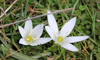 Lovely mountain flowers