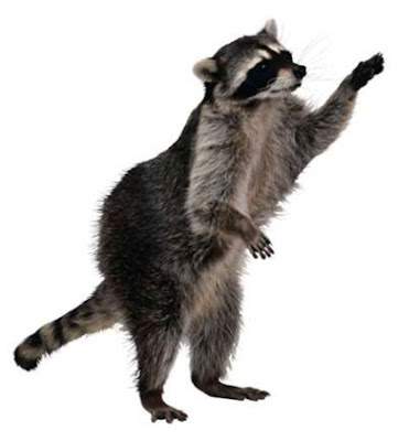 Raccoon