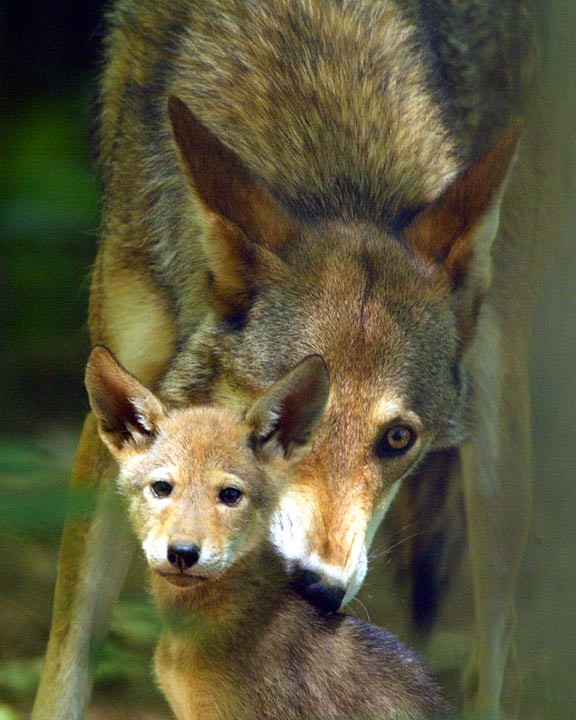 Red Wolf and pup