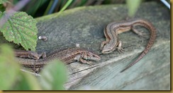 adult & juvenile Common Lizards