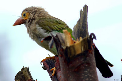 Brown-headed Barbet