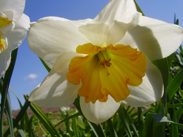 Daffodil Flower HD Wallpapers Free Download