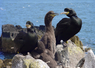 Seabirds on the Isle of May, photo Isle of May Long-Term Monitoring Survey