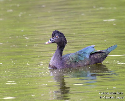 Pato criollo Cairina moschata