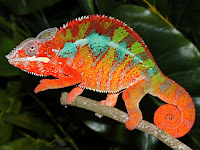 Chameleon Animal Pictures