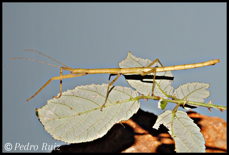 Ninfa hembra L5 de carausius morosus, 6 cm de longitud