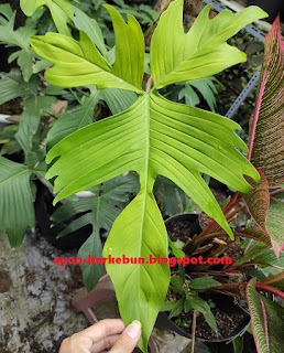 jual philodendron florida ghost