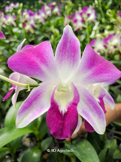 Dendrobium