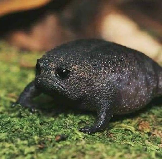 Spesies katak hitam (Black Rain Frog)