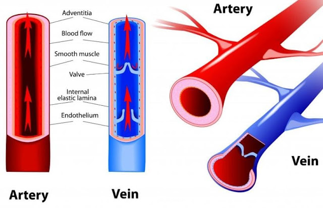 perbedaan pembuluh darah arteri dan vena