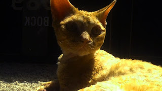 Character of the Devon Rex