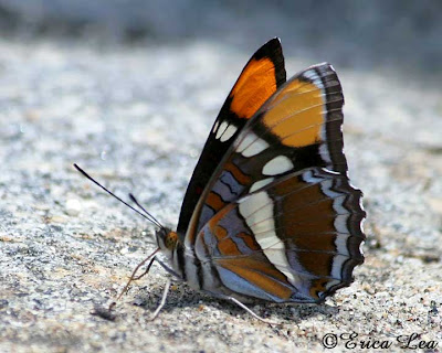 california sister butterfly