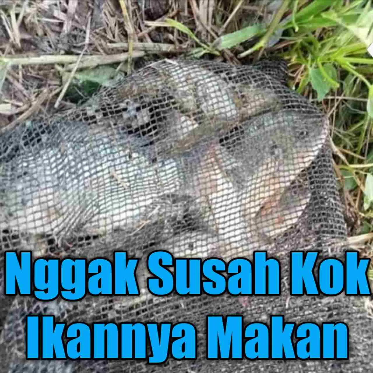 mendapatkan ikan nila di danau harus mengunakan umpan yang jitu