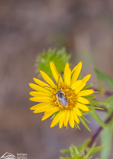 yellow daisy-type flower with bee with long antennae on it
