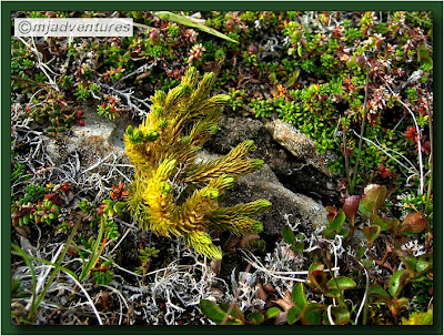 Icelandic_Flora