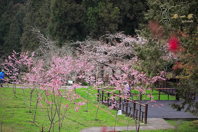 阿里山國家森林遊樂區櫻花季｜阿里山櫻王