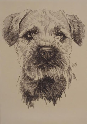 picture of border terrier
