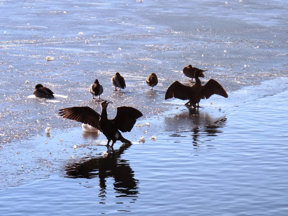 Birds on the frozen lake in Zell Am See, Austria