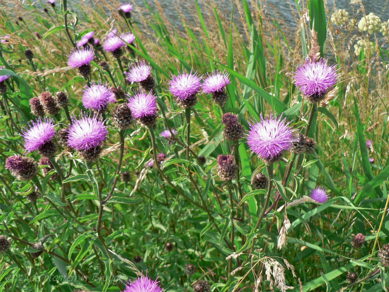 Wilde planten in Brugge: Knoopkruid