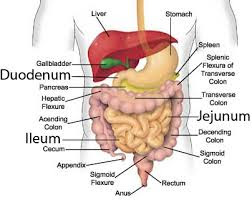 Small intestine diagram | Simple small intestine | Small intestine function