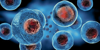 Cells