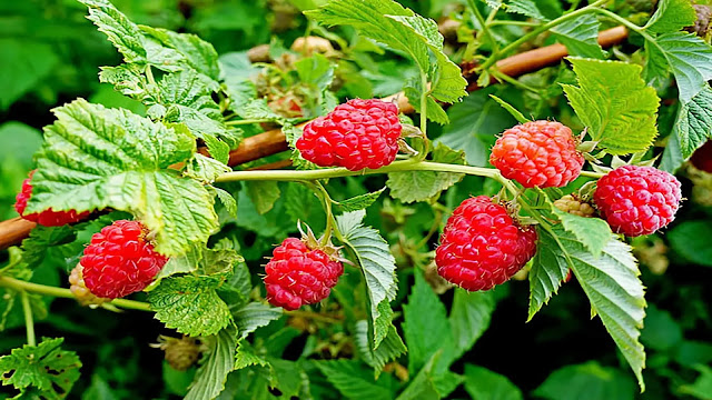 Raspberries