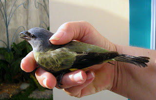 Yellow-winged Tanager