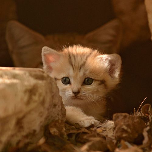 Rare Sand Kitten Birth Gives Hope for Conservation Seen On www.dil-ki-dunya.tk