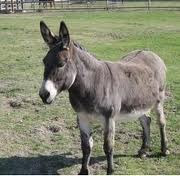 Unique Indian Donkey ( UID) Relegated to Developing Backend Work