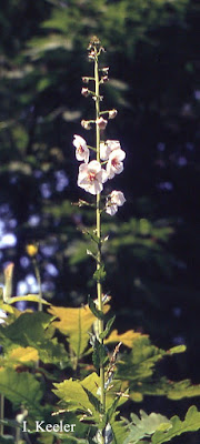 moth mullein, Verbascum blatteria