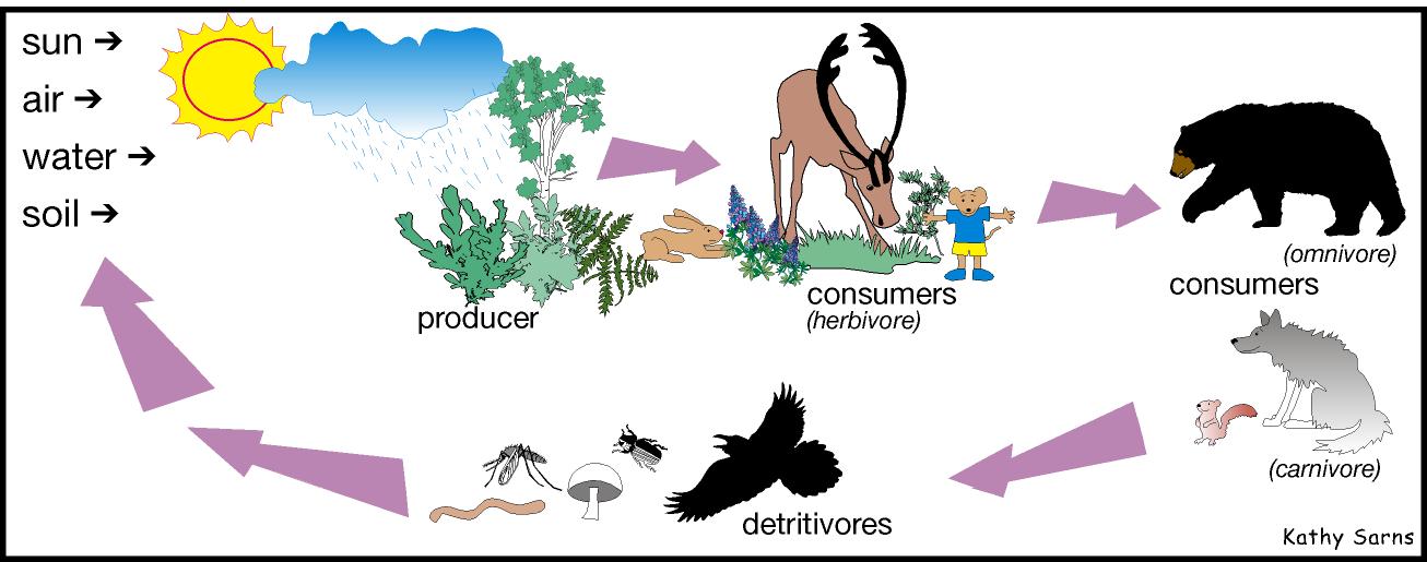 A food web that shows the energy transformations in an ecosystem looks like