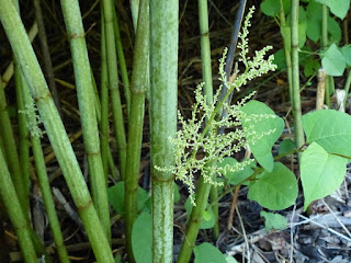 Renouée du Japon - Reynoutria japonica - Fallopia japonica 