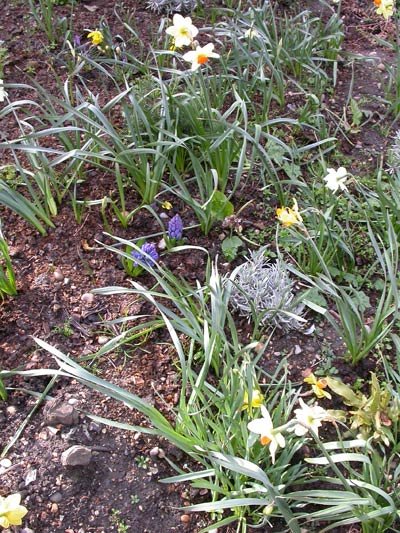 the flowerbed 1 April 2008