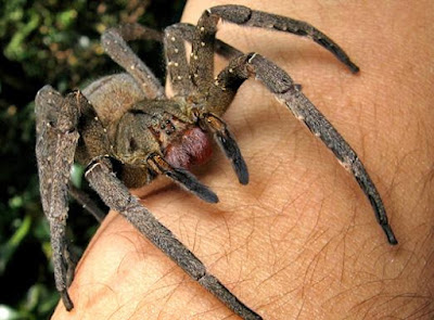 Imágenes de arañas grande sobre un brazo